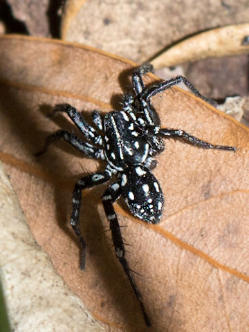 Swift Spider (Nyssus Albopunctata) (Nyssus Albopunctata)